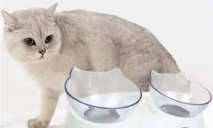 猫和狗能用一个水碗吗