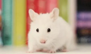普通小白鼠多少钱一只