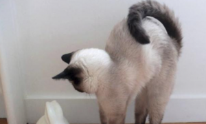 猫咪为什么总竖直尾巴翘着