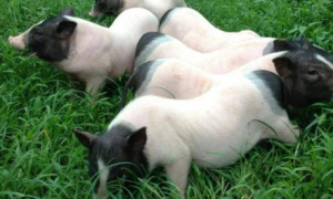 巴马香猪养殖利润与成本