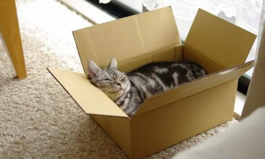 为什么猫咪只要纸箱呢