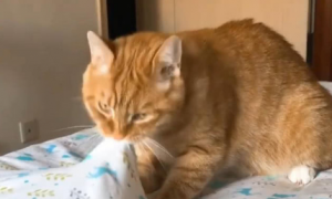 猫咪为什么在啃床呢