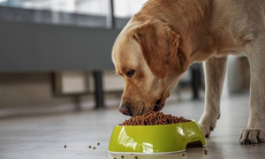 狗狗为什么能吃小猫粮的原因