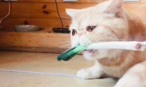 猫咪喜欢闻葱头怎么回事