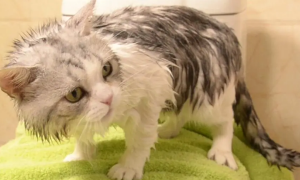 猫咪为什么让主人洗澡呢