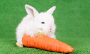 兔子可以吃狗粮不