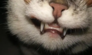 猫咪为什么会引起嘴唇溃疡的原因