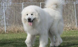 纯白长毛大型犬是什么品种的