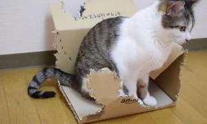 为什么猫咪爱撕咬纸箱子呢