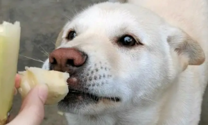 为什么狗狗不能吃甘蔗皮