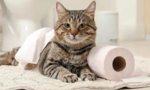 猫咪为什么会看人上厕所