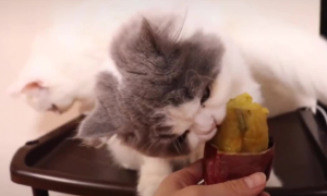 为什么猫咪爱吃地瓜呢
