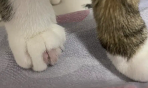 为什么猫咪脚趾肿大了