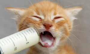 猫为什么那么喜欢喝奶粉