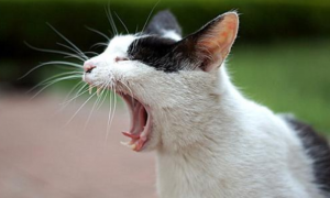 猫为什么会发出呜呜的叫声