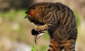 为什么猫咪吃鱼会叫声呢