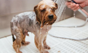 为什么狗狗洗澡后毛发干燥