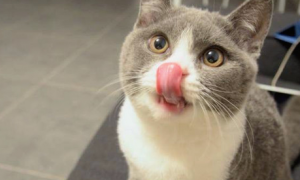 猫咪口水有点臭怎么回事