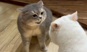 为什么猫吵架叫不停