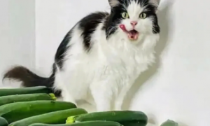 为什么猫咪会被黄瓜吓到