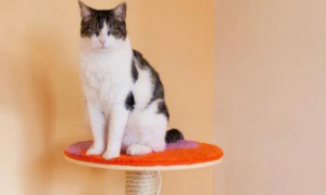 为什么猫喜欢猫爬架