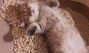 猫咪为什么想睡猫砂里