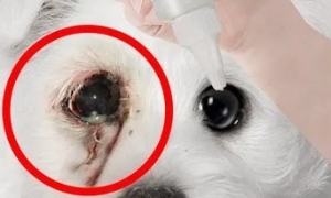 狗狗第三眼睑增生用什么眼药水