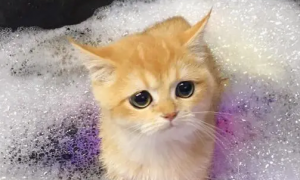 猫咪洗澡为什么会干净一点