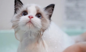 怎么给宠物猫洗澡