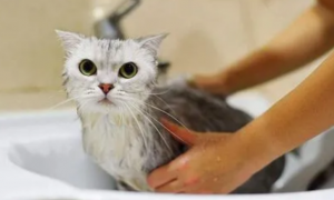 猫咪为什么要回家洗澡的原因