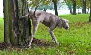 为什么狗狗会在树旁边撒尿的原因