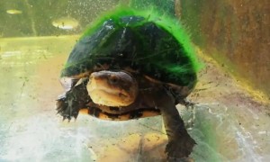 乌龟为什么长绿毛