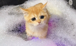 猫咪身上起水泡