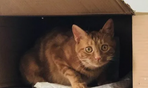 为什么猫咪爱蹭箱子呢