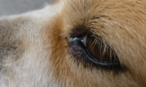狗狗眼睛有脓的眼屎用什么药