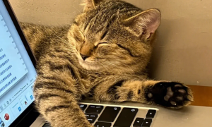 猫咪为什么会趴在电脑上呢