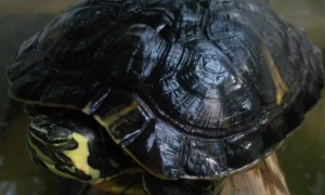 斯里兰卡黑山龟是什么龟