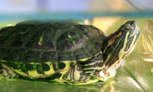 巴西龟分辨公母的方法