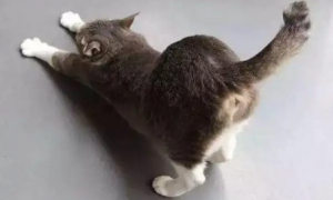 猫咪为什么把屁股翘起来