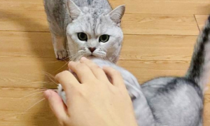 为什么猫喜欢伸手