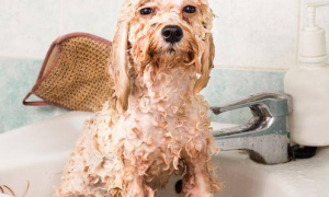 狗狗为什么洗完澡后不稳