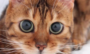 猫咪视力为什么好些呢