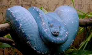蓝色竹叶青蛇有毒吗