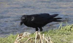 黑乌鸦是几级保护动物