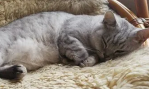 为什么猫咪会拍肚子睡觉
