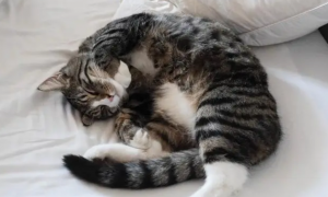 为什么猫咪特别能睡