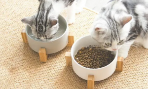 猫咪用什么碗喝水最好