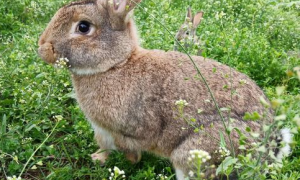 兔子能一直吃兔粮吗