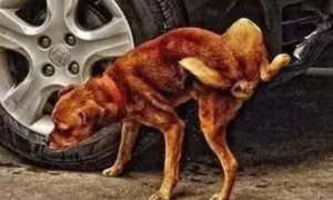 怎么才能防止狗在汽车轮胎上撒尿