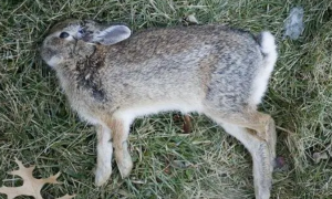 十只兔子死亡照片